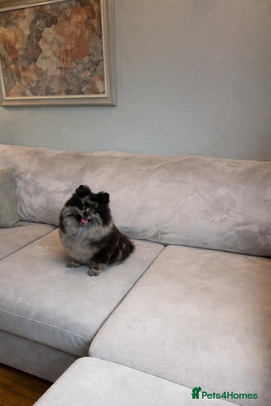 Pomeranian dogs for sale: 3 little Pom-bear pups  - Advert 7