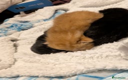 Domestic Shorthair cats for sale: 1 male ginger and 2 female black and white cats - Image 7