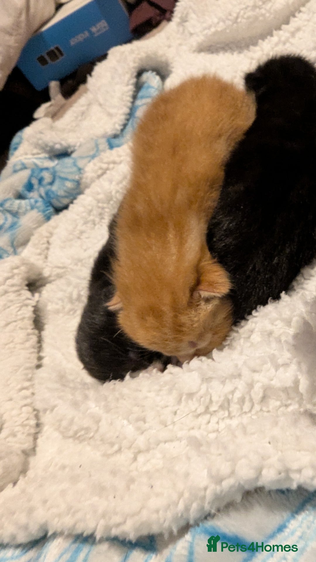 Domestic Shorthair cats for sale: 1 male ginger and 2 female black and white cats - Image 7
