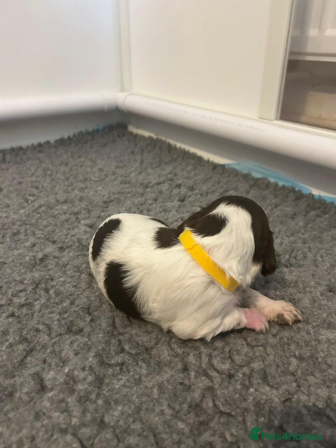 English Springer Spaniel dogs for sale: Adorable Springer Spaniel Puppies - Image 27