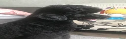 Miniature Poodle dogs for stud: Rich Black Mini Poodle Stud!  - Advert 5