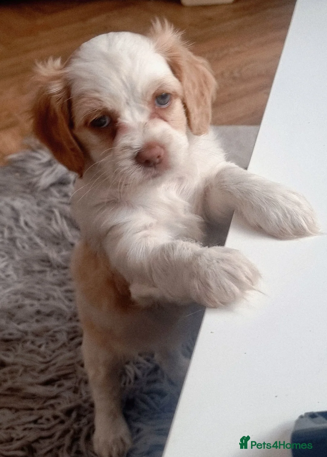 Mixed Breed dogs for sale: Yvonne Wells - Advert 1