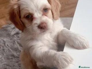 Mixed Breed dogs Yvonne Wells - Advert 1