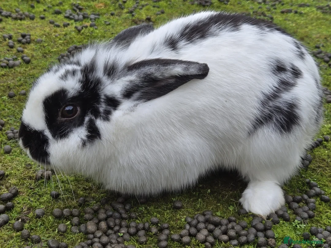 Netherland Dwarf rabbits for sale: 2 Netherlands dwarf rabbits. in Amersham - Advert 4