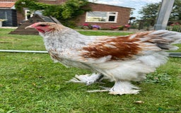 Chickens poultry for sale: Brahmas/Jersey giants - Image 3
