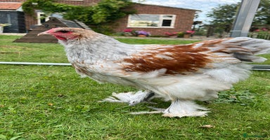 Chickens poultry - Advert 7