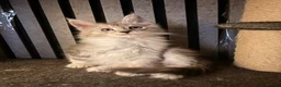 Maine Coon cats for sale: 🐾✨ MAJESTIC MAINE COON KITTENS ✨🐾 - Advert 26