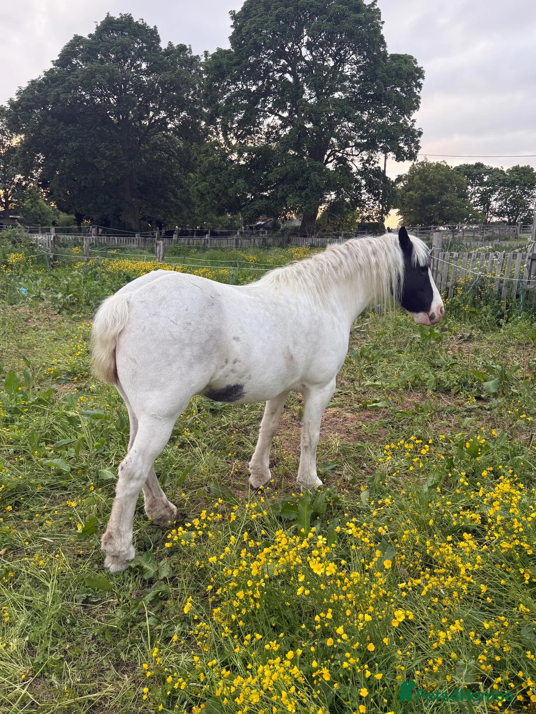 Irish Cob horses for sale: Beautiful poppet - Advert 2