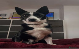 Border Collie dogs for sale: Border collie named Harley - Image 4