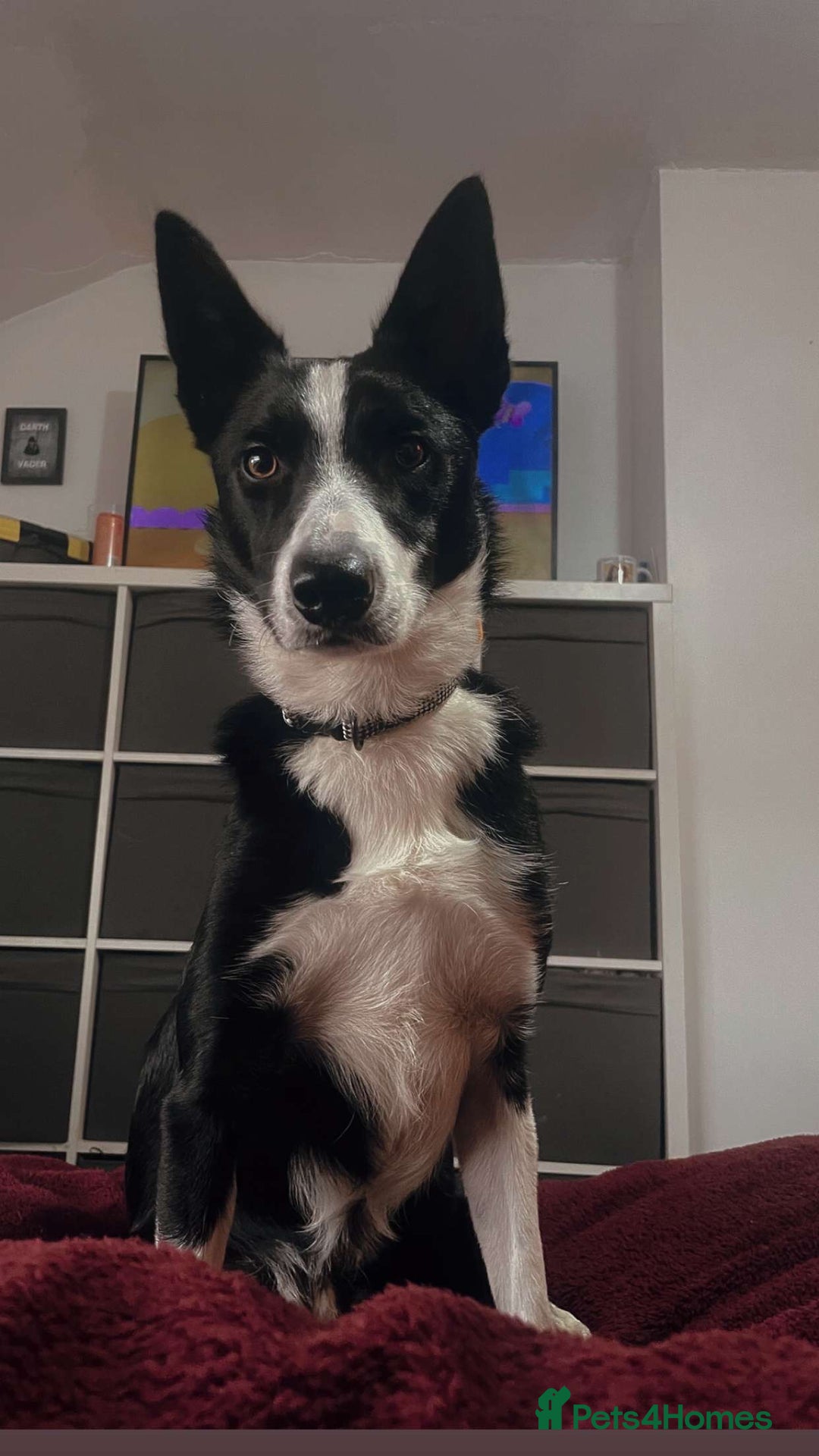 Border Collie dogs for sale: Border collie named Harley - Image 4