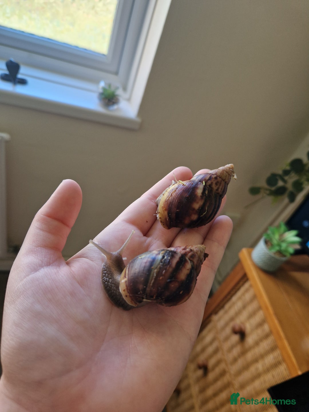 Snails invertebrates for sale: 2 Giant African Land Snails With Full Setup - Image 1