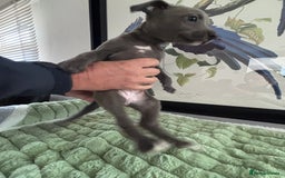 Whippet dogs for sale: Blue whippets  - Image 4