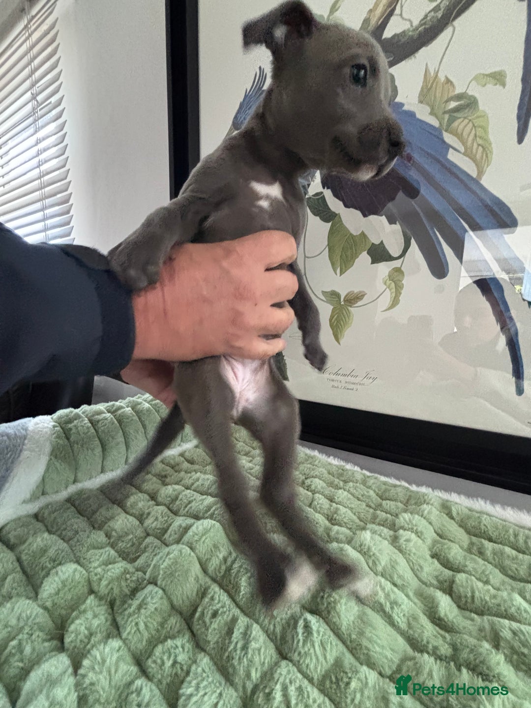 Whippet dogs for sale: Blue whippets  - Image 4