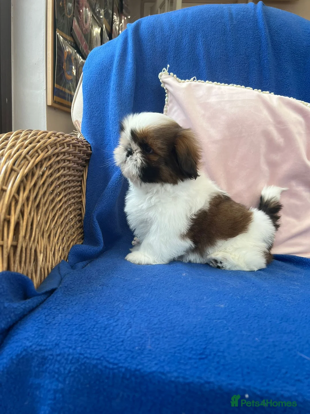 Shih Tzu dogs for sale: Beautiful Shih Tzu puppies - Advert 2