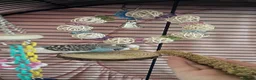 Budgerigars birds for sale: Female budgie for sale in Southampton - Advert 16
