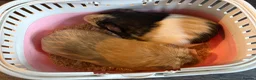 Guinea Pig rodents for sale: Male guinea pigs, Egg and Croissant  in Devizes - Advert 2