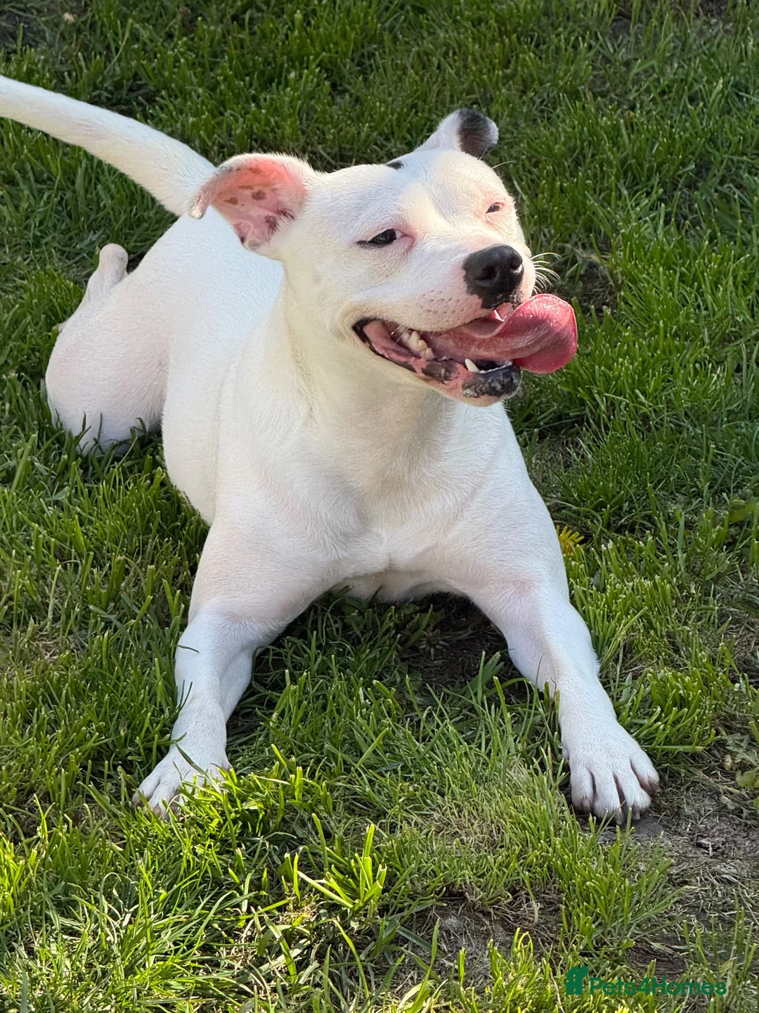 Staffordshire Bull Terrier dogs for sale: Winnie Needs A New Home - Advert 2
