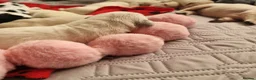 Golden Retriever dogs for sale: KC Golden Retriever Puppies – Waiting List Open - Advert 4