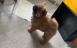 Chow Chow dogs for sale: 🤍  1 STUNNING GIRL LEFT 🐾 READY TO LEAVE 🐾 - Image 27