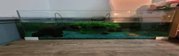 Turtle reptiles for sale: Black musk turtle and tank in Walsall - Advert 5