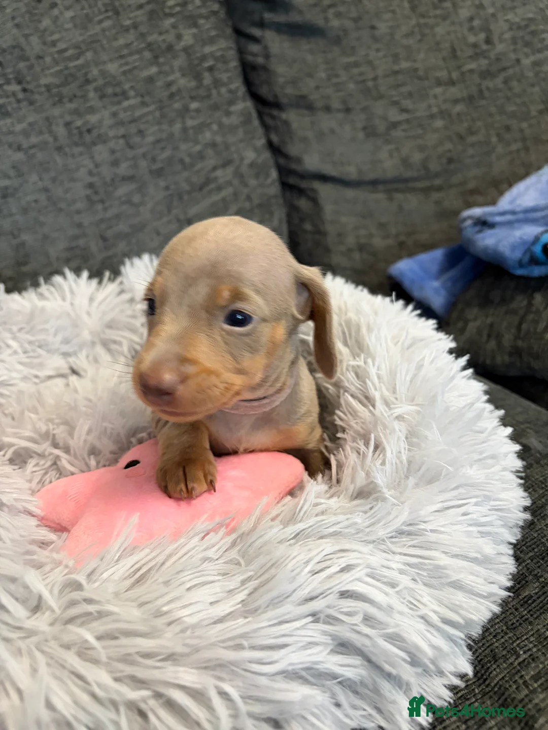 Miniature Dachshund dogs for sale: KC registered miniature dachshund pups smooth coat - Advert 15
