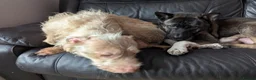 Mixed Breed dogs for sale: Stunning WolfAkita Pups – 1 Boy/1 Girl Ready now!  in Southampton - Advert 6