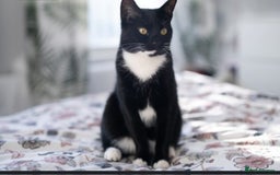 British Shorthair cats for sale: ****** - Image 2
