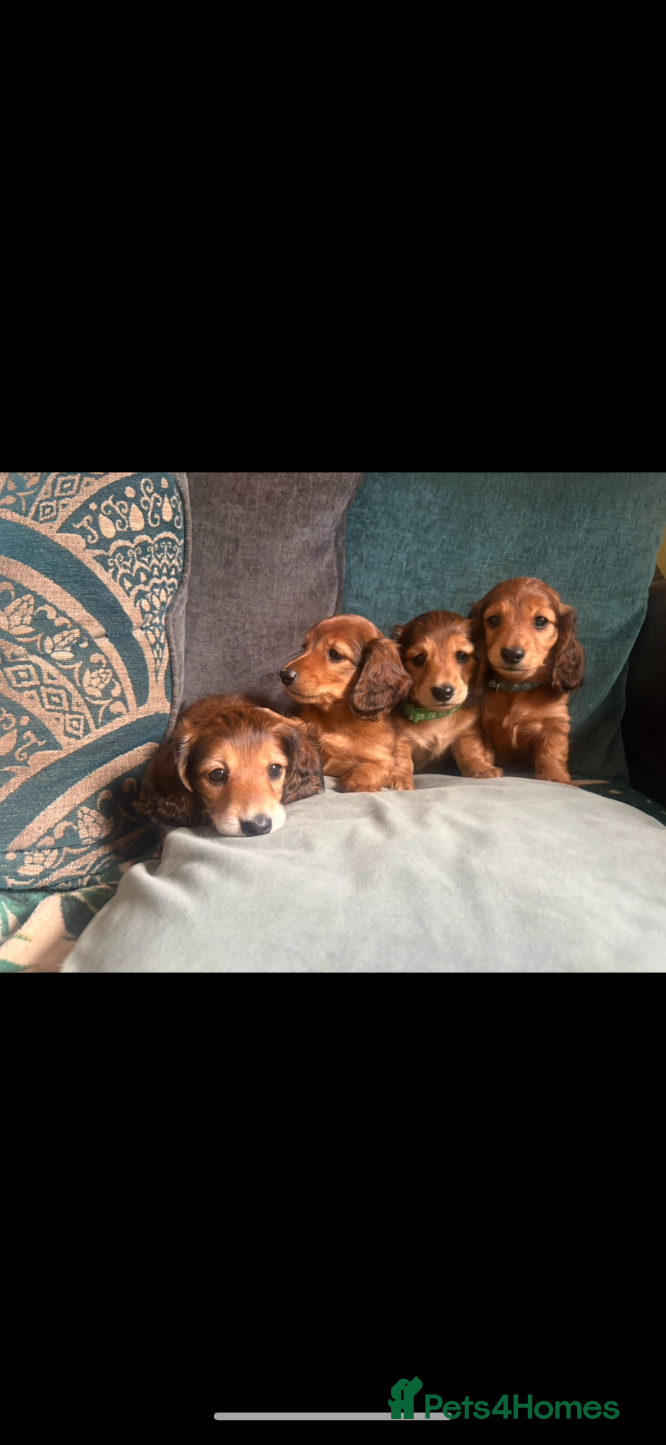 Miniature Dachshund dogs Long haired miniature dachshunds - Advert 18