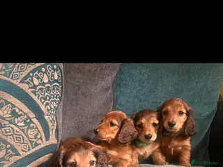 Miniature Dachshund dogs Long haired miniature dachshunds - Advert 11