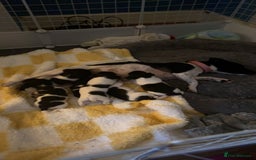 Jack Russell dogs for sale: 1 male jack russell pup - Image 3