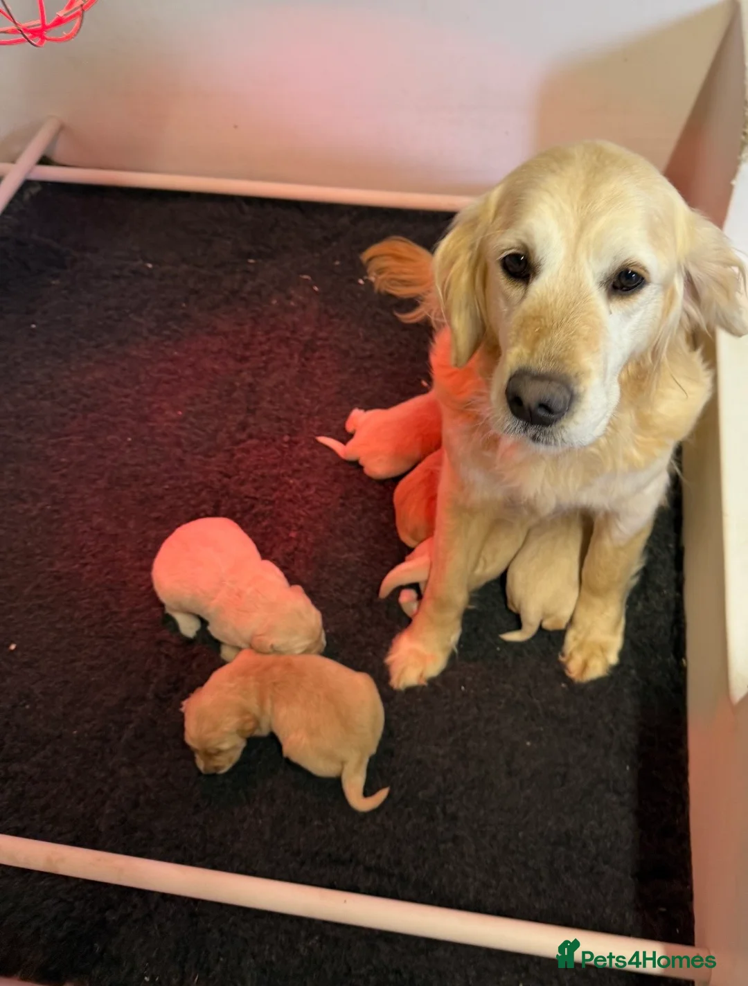 Golden Retriever dogs for sale: Kennel Club Registered Golden Retriever Puppies  - Advert 11