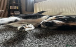 Mixed Breed dogs for sale: Lovely boy  - Image 4
