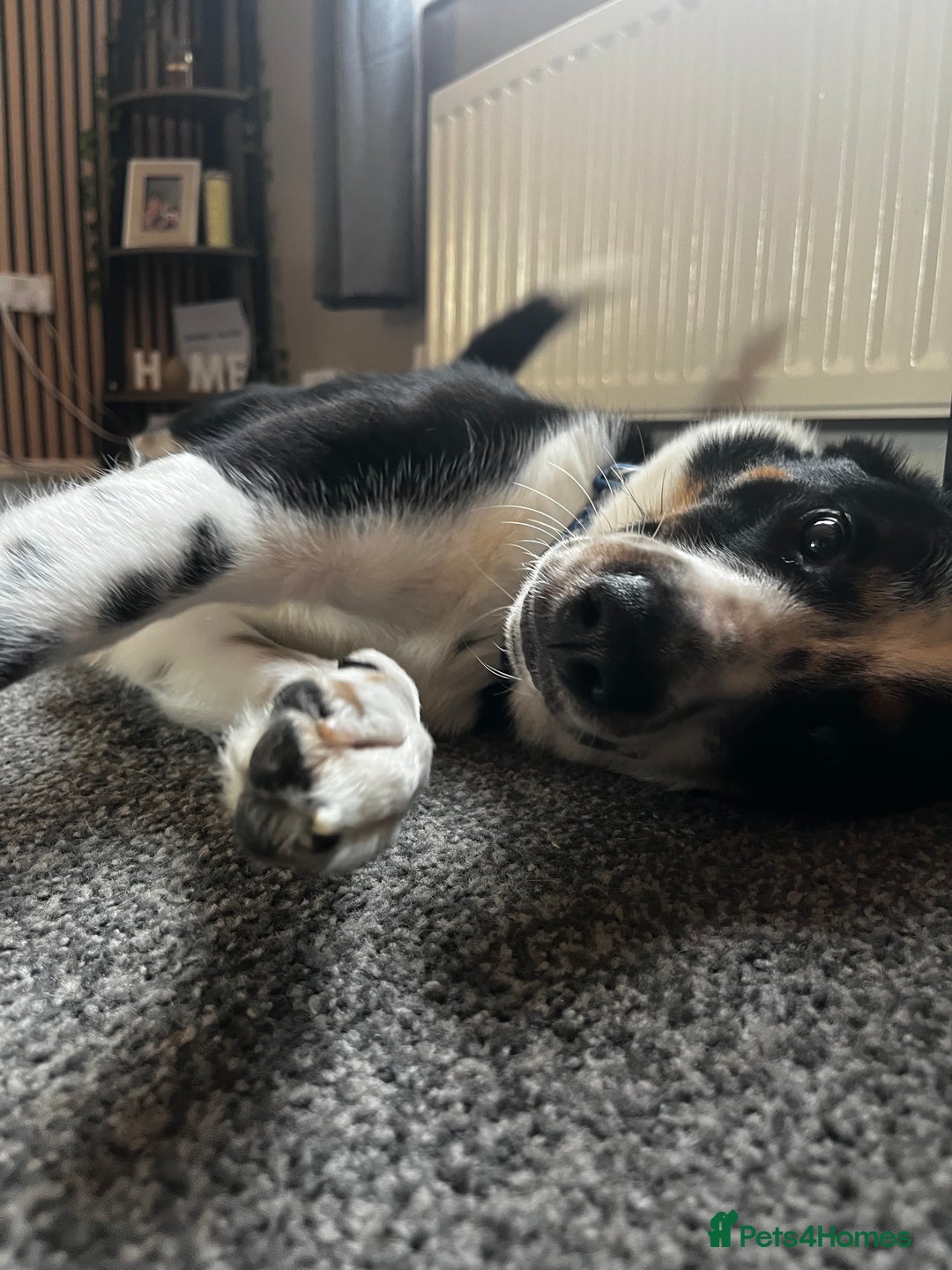 Mixed Breed dogs for sale: Lovely boy  - Image 4