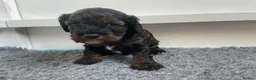 Cockapoo dogs for sale: Stunning American cockapoos in Wisbech - Advert 23