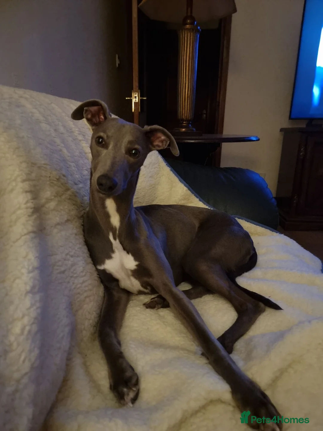 Whippet dogs for stud: KC Whippet for stud - Advert 2