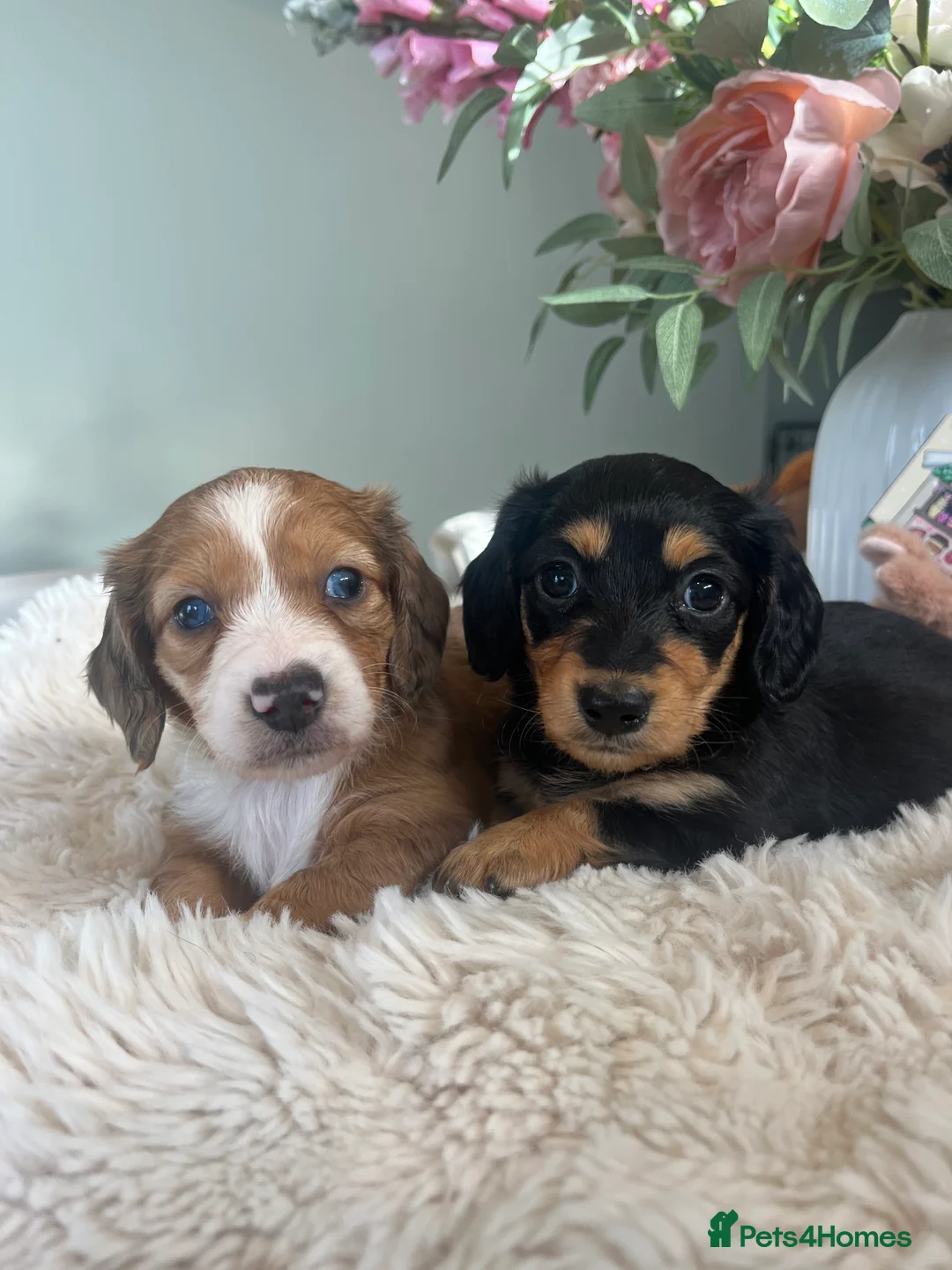 Miniature Dachshund dogs for sale: Mini long haired dachshund pups - Advert 9