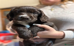 Cocker Spaniel dogs for sale: The most beautiful Working Cocker Puppies - Image 8