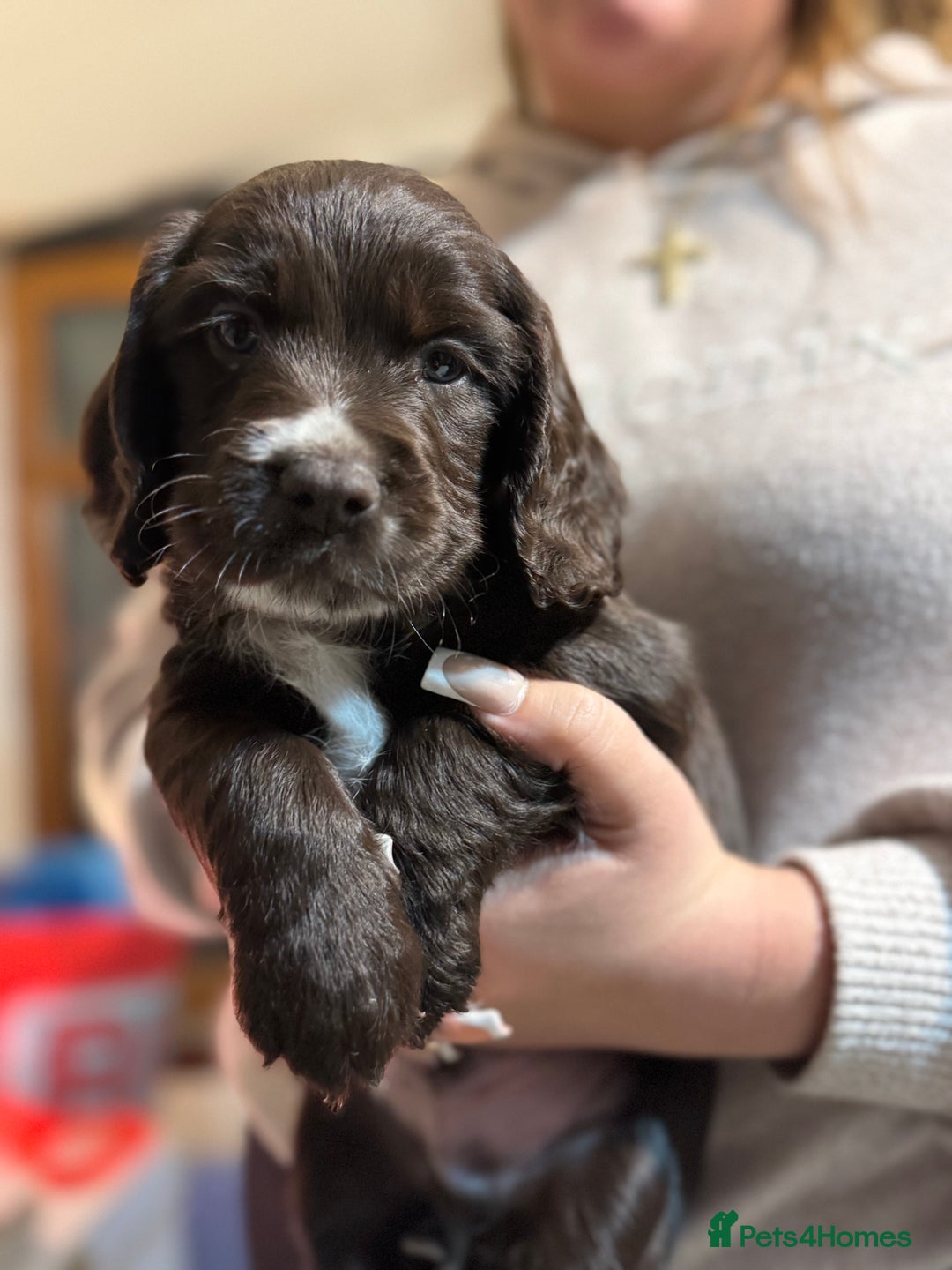 Cocker Spaniel dogs for sale: The most beautiful Working Cocker Puppies - Image 8