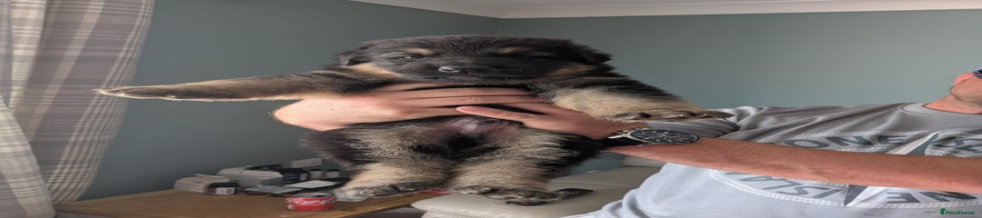 German Shepherd Puppy 2