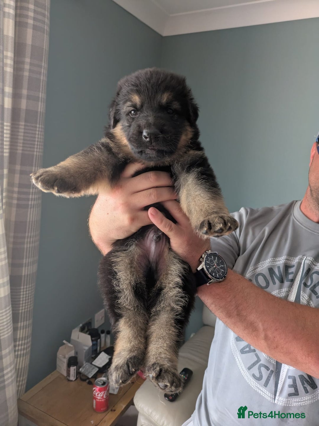 German Shepherd dogs for sale: German shepherd pups  - Image 6