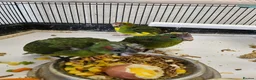 Mixed Breed birds for sale:  kakariki chicks hand tame  - Advert 25