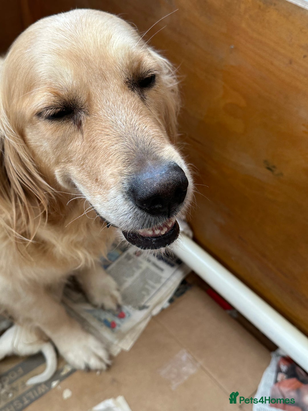 Golden Retriever dogs for sale: Golden Retriever Puppies  - Image 7