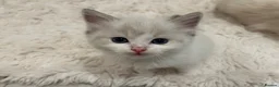 Ragdoll cats for sale: Seal Point & Lilac Bicolour Ragdoll Kittens - Advert 4