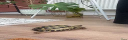 Tortoise reptiles for sale: Horsfield tortoise  in Barry - Advert 2