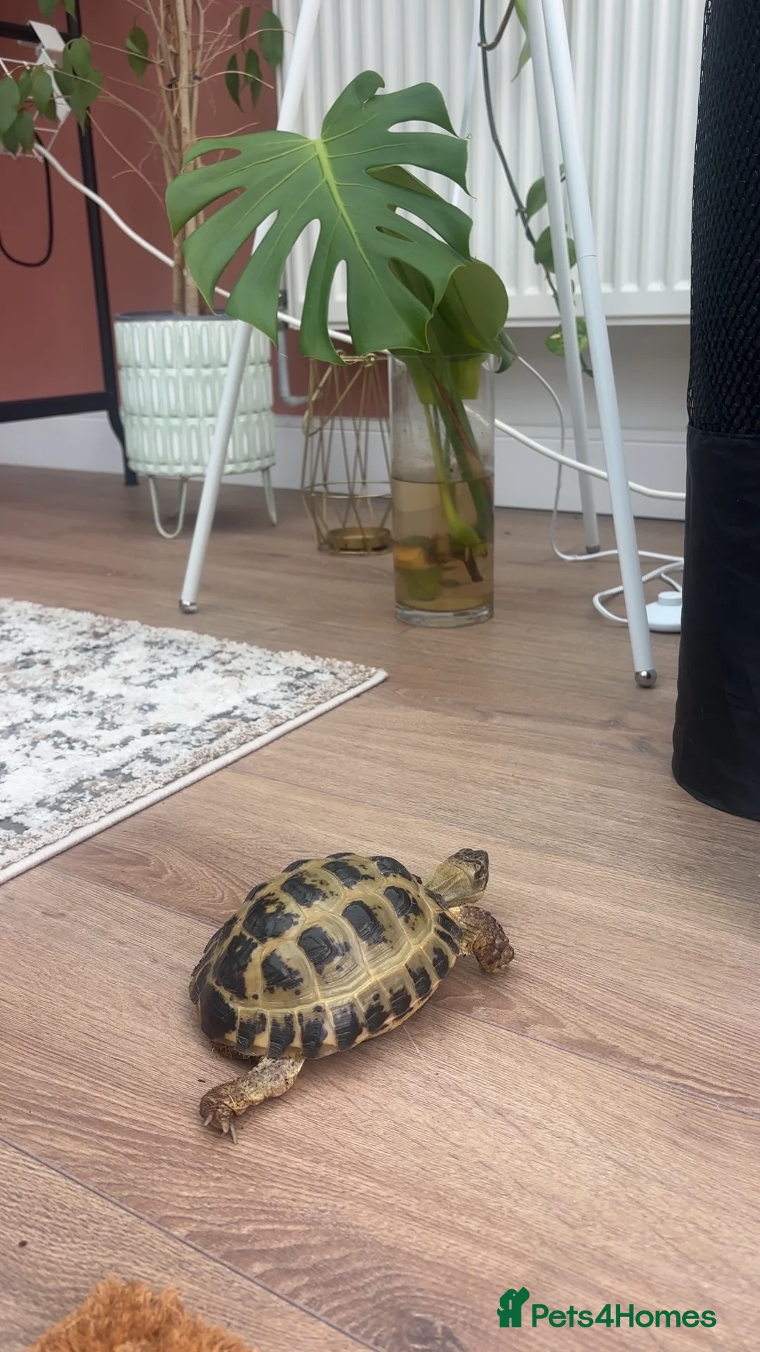 Tortoise reptiles for sale: Horsfield tortoise  in Barry - Advert 2