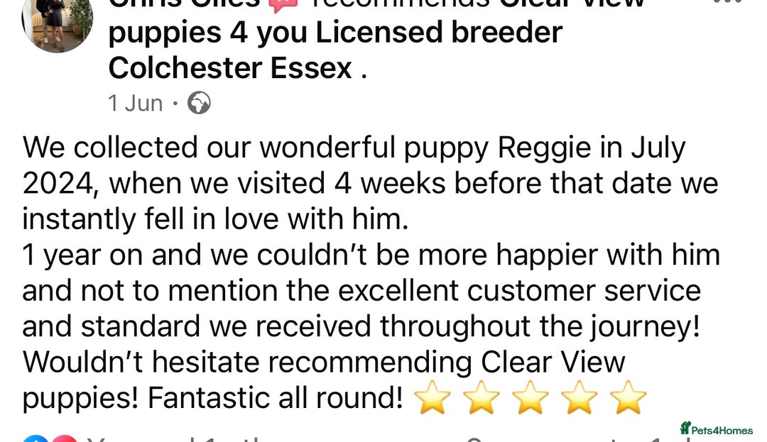Cocker Spaniel dogs for sale: 4⭐️Licensed KC Reg English Show Cocker Spaniel - Image 33