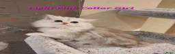 Persian cats for sale: 💖Beautiful Pedigree Chinchilla Persian Kittens.  - Advert 22