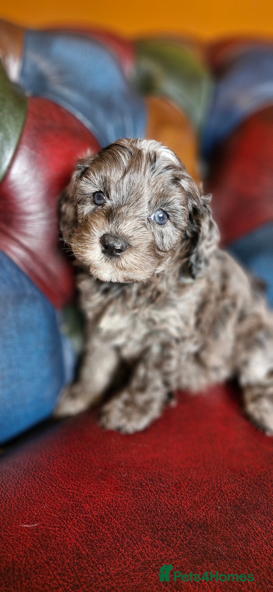 Cavapoo dogs for sale: Gorgeous f1b Cavapoo puppys.Health tested parents  - Image 25