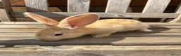Continental Giant rabbits for sale: Various Continental Giant babies available  - Advert 7
