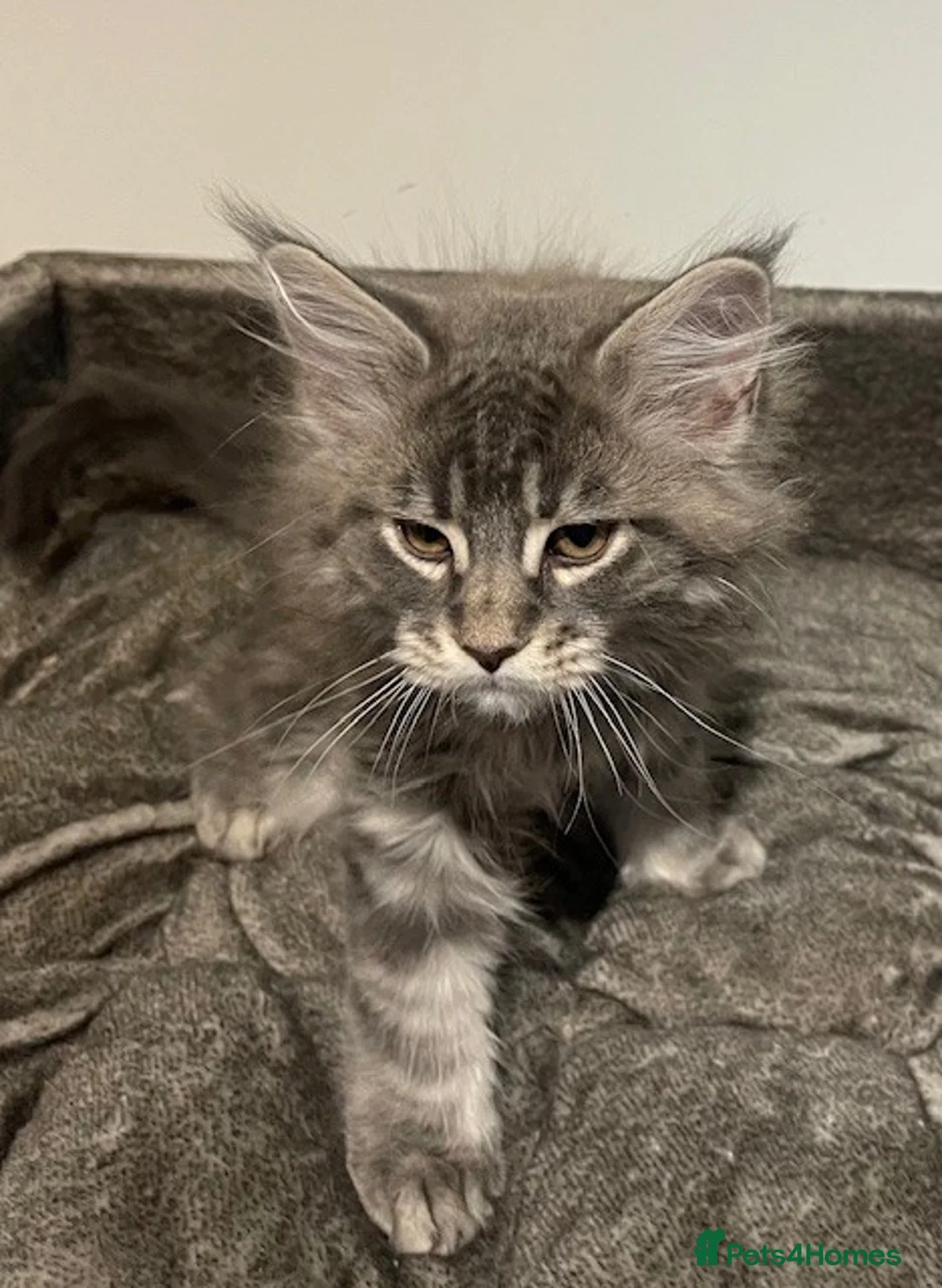 Maine Coon cats for sale: Maine coon kittens  - Advert 8